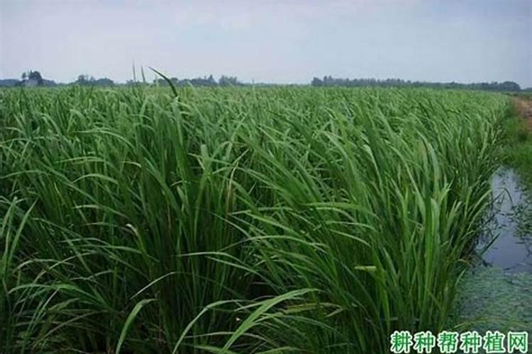茭白种株有哪些习性？选茭白种株需要哪些注意事项呢？