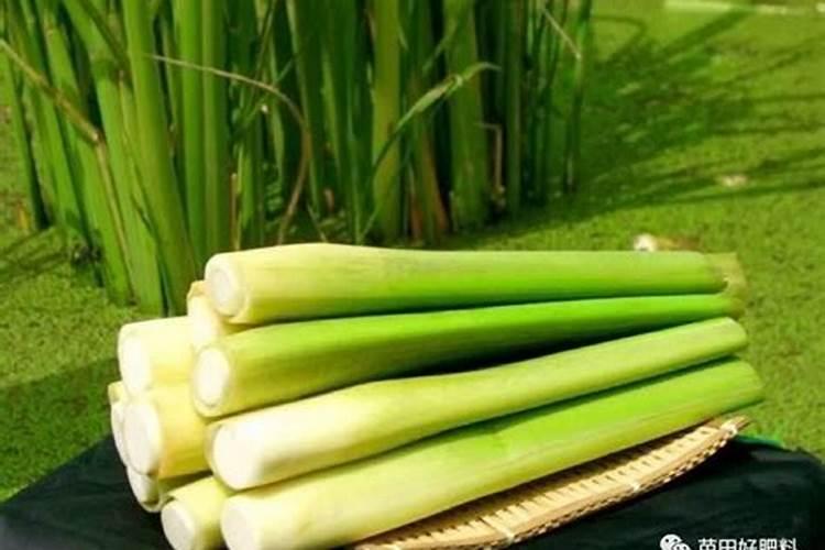 茭白常见的病害有哪些怎么防治