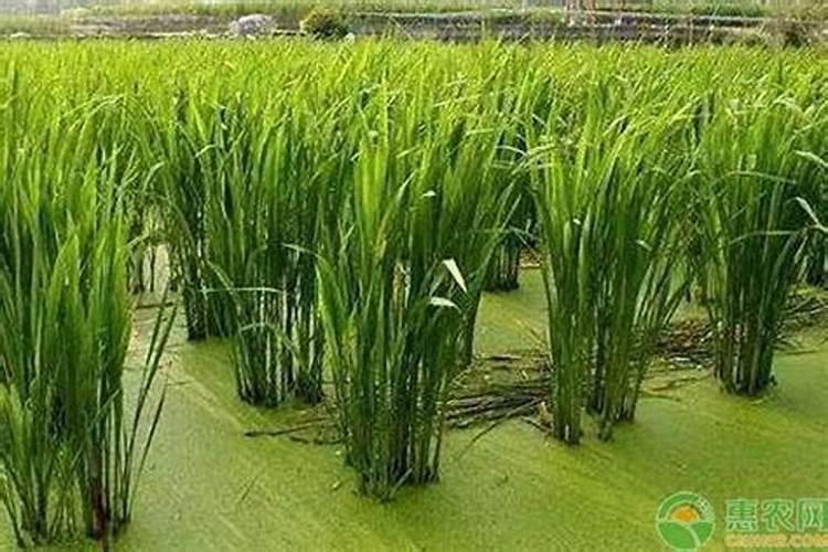 茭白施肥用尿素还是用复合肥好？