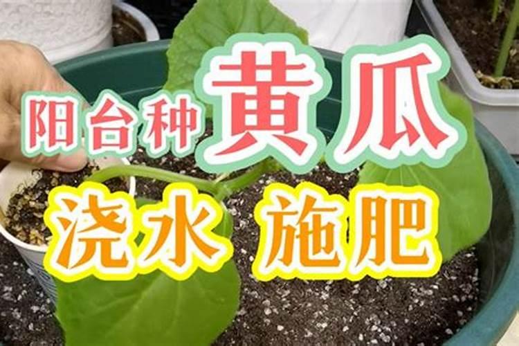 黄瓜定植后怎样施肥？