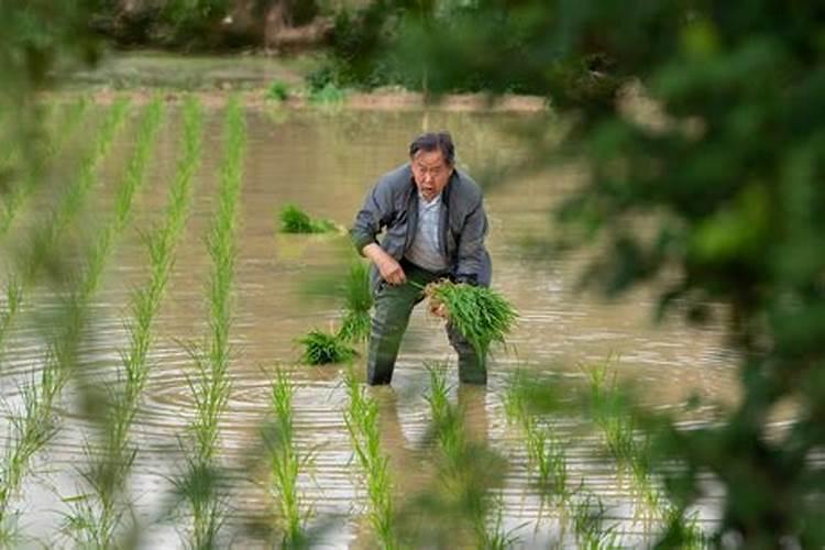 旱稻施肥的正确方法