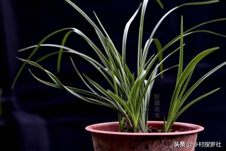 兰花进口氮肥有哪些