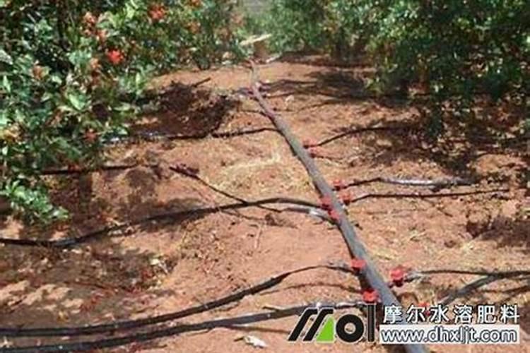 芒果种植施用水溶肥料注意事项有哪些