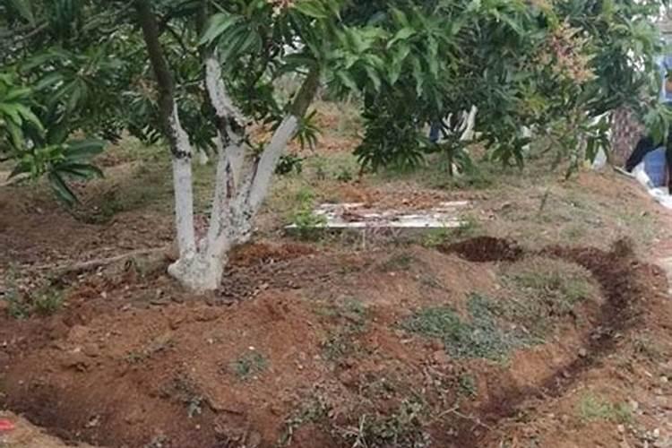 芒果开花期如何管理授粉