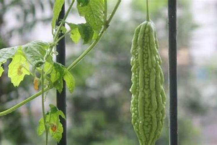 种苦瓜施什肥料才能高产