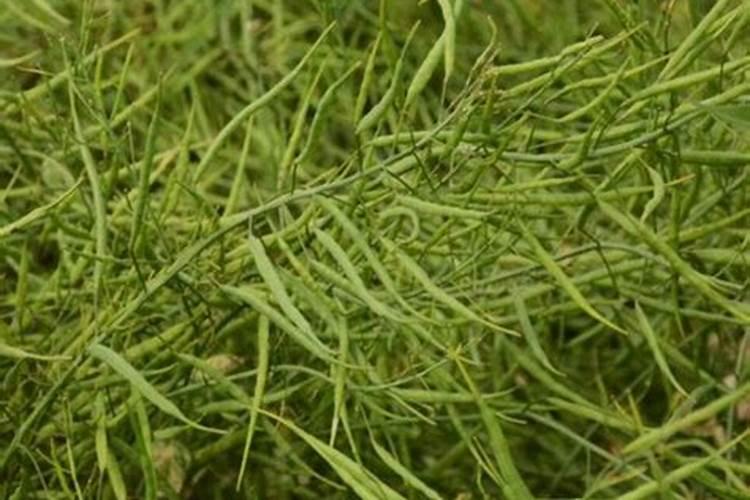 秋油菜籽种晚了怎么办,需要注意哪些问题？