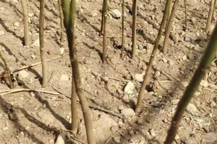 腐植酸钠(钾)果树安全施用技术是哪些？