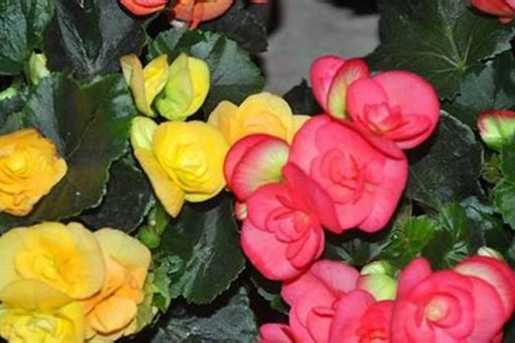 四季海棠喷施什么叶面肥好