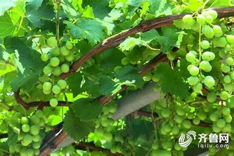 万棵壮丰素与甘蔗宝宝那个效果好