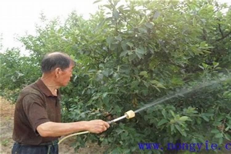 白鹤芋怎么施肥