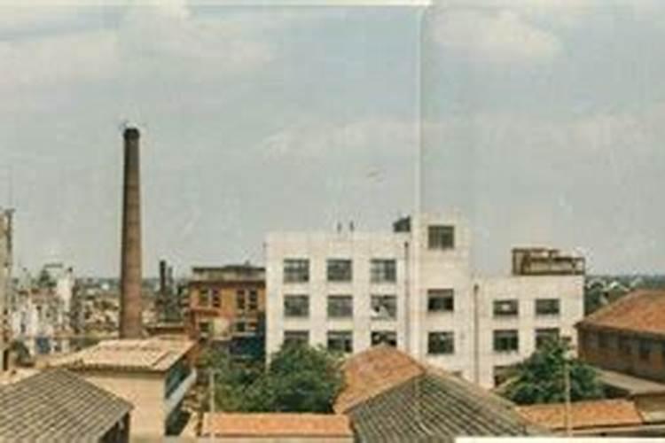 杨梅树现在可以种植吗？