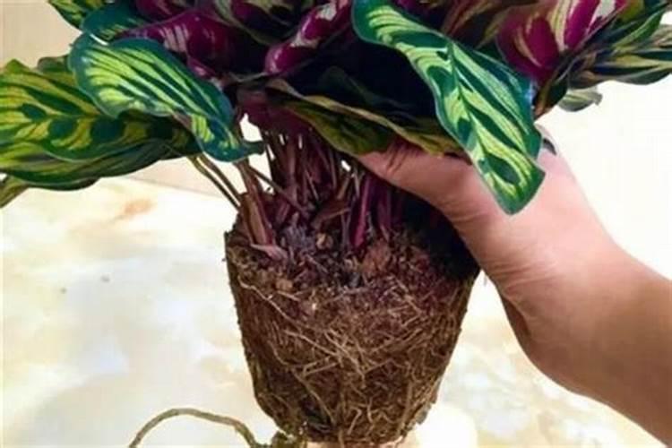 黄瓜点花药加什么叶面肥黑又亮