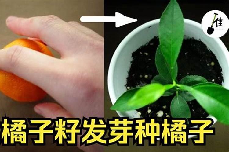 小麦叶面肥是什么时期可以用的？大概是哪个时间段？