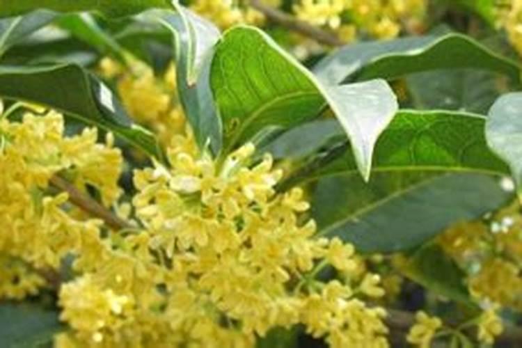 如何给桂花施肥？