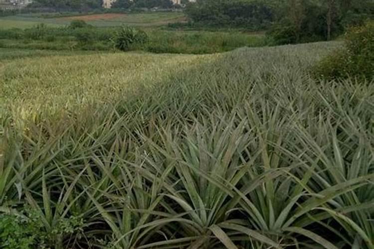 红菠萝种植方法和注意事项