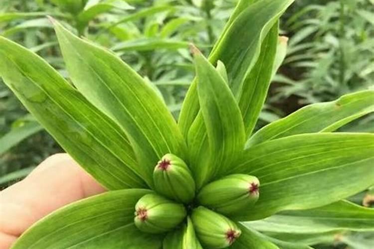 复合肥种菜对人有害吗