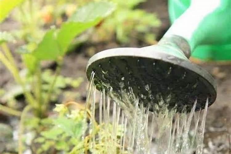 什么蔬菜不用土只用水好重,能种出能种出不用施肥