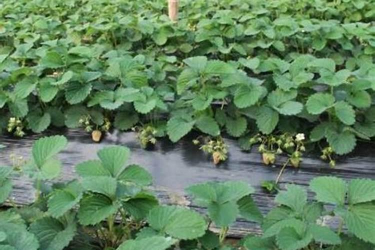 一棵草莓植株放几粒复合肥