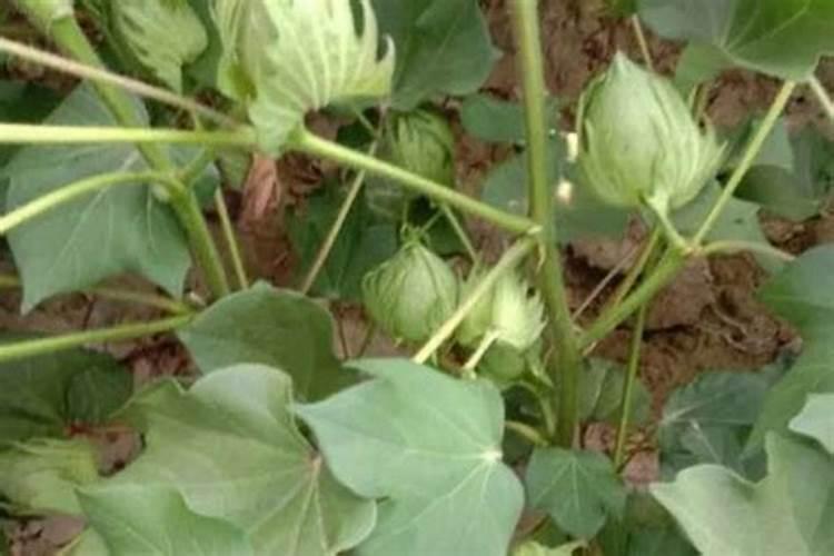 棉花在各生长阶段需要什么肥料