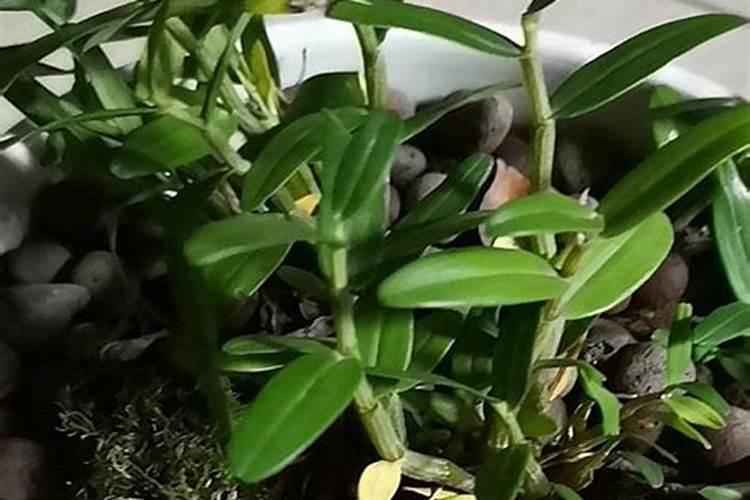盆栽石斛兰花的叶面肥用那种好