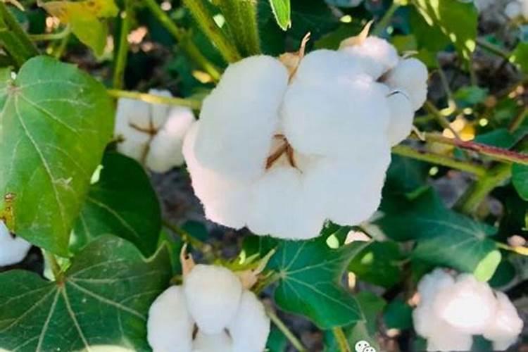 棉花黄枯萎病怎么防治