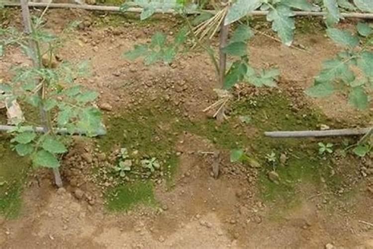 钙镁磷肥料用多了对红豆杉的根有损伤,半月前,移栽了1000棵红豆杉,不缺 ...