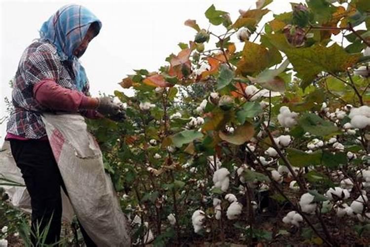 棉花种植什么时候施钾肥最合适