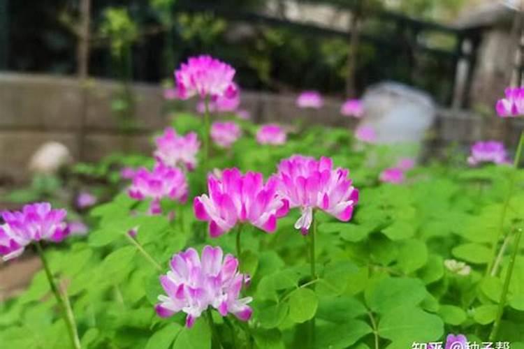 给结果的柑橘树什么时候施肥？