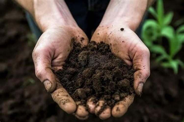 小米苗后追什么肥好