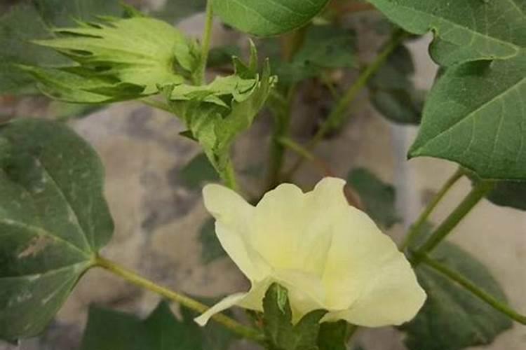 棉花盛蕾和初花期如何施肥