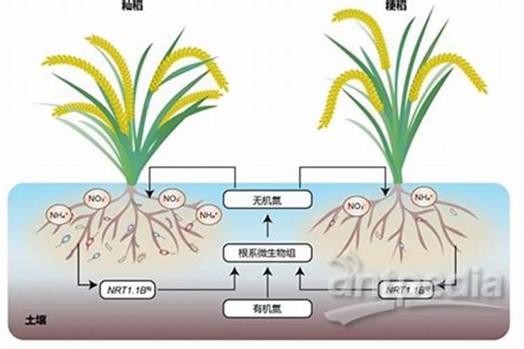 军育超5号水稻成熟期多少天,积温多少？