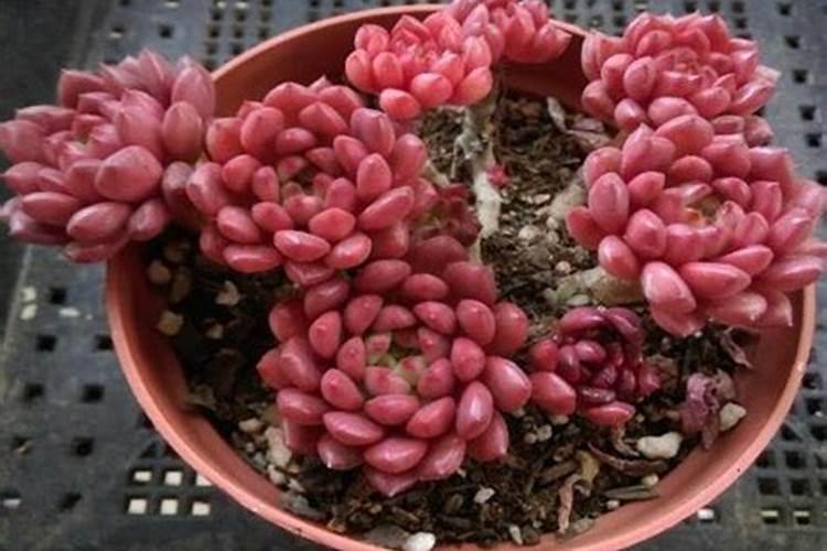 红宝石多肉多久施肥 红宝石多肉需要施肥的时候是什么时候？