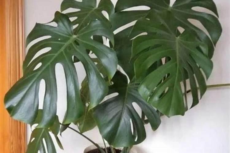 氮肥深施的原因