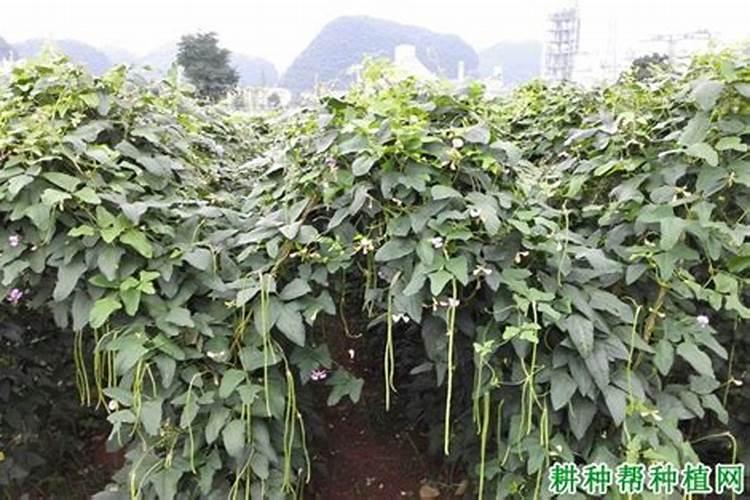 如何提高氮肥磷肥钾肥的利用率 提高氮肥磷肥钾肥的利用率方法