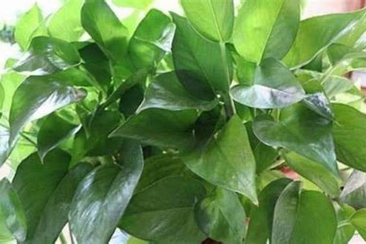 果树结果期追施用什么肥料？果树座果期用什么叶面肥效果好？