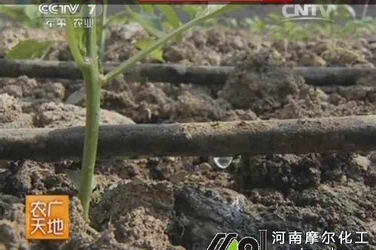 葡萄树怎样施肥