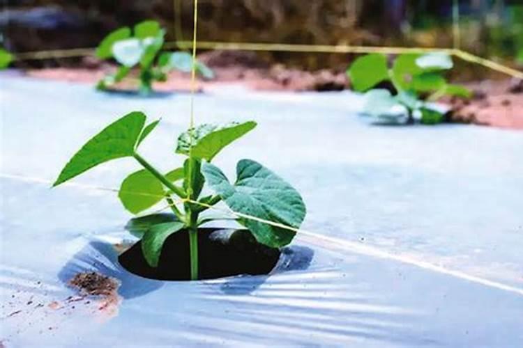 腐殖酸肥料的效果是什么？应该如何使用？