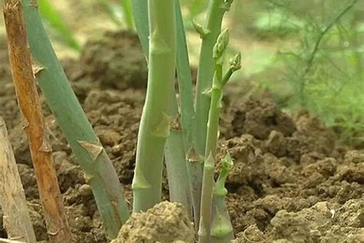 一个花盆要用多少土？