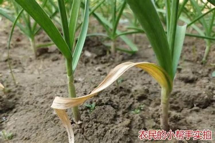 大蒜需肥高峰期是哪个时期？要如何施肥？
