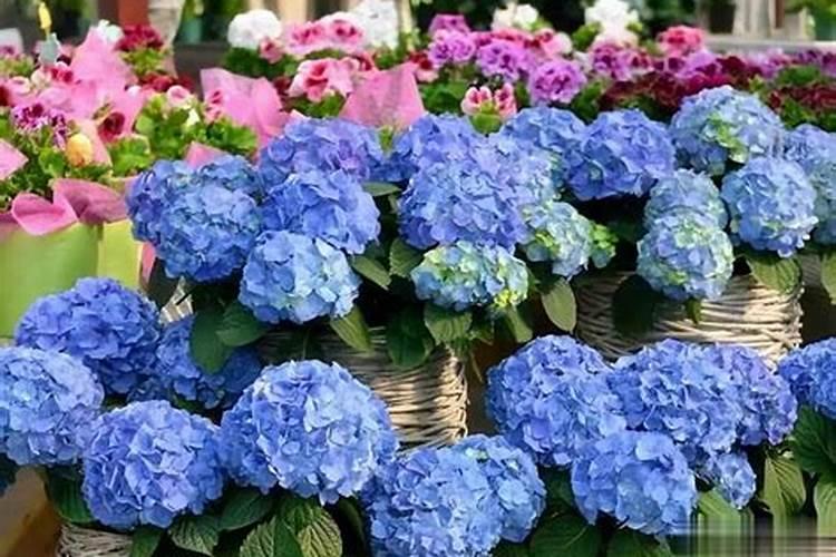 钾肥的最佳使用时间