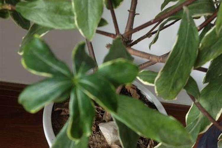 月季嫁接后如何进行管理