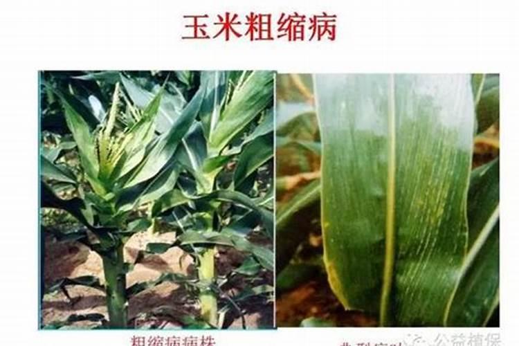 荔枝小苗放什么肥料长的快一年可以长果子出来了