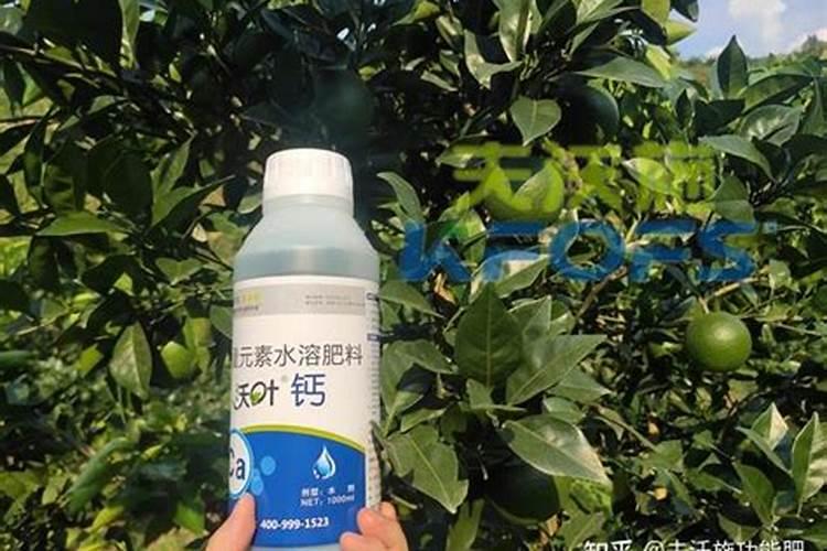 蟹爪兰夏天多久浇一次水