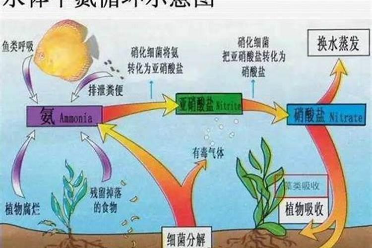 金边吊兰浇什么水好