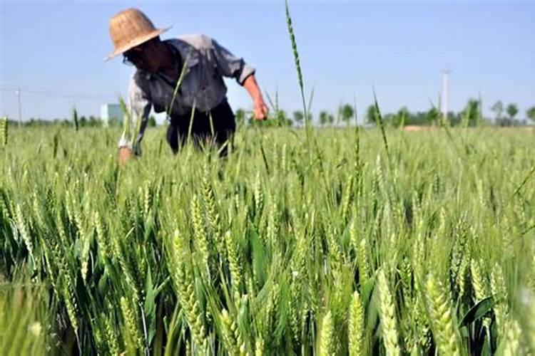 种小麦用什么肥料好？