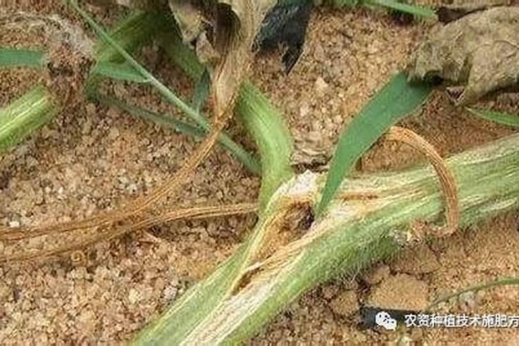 土培水仙花的养殖方法