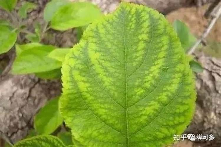 翠字和什么字搭配好听