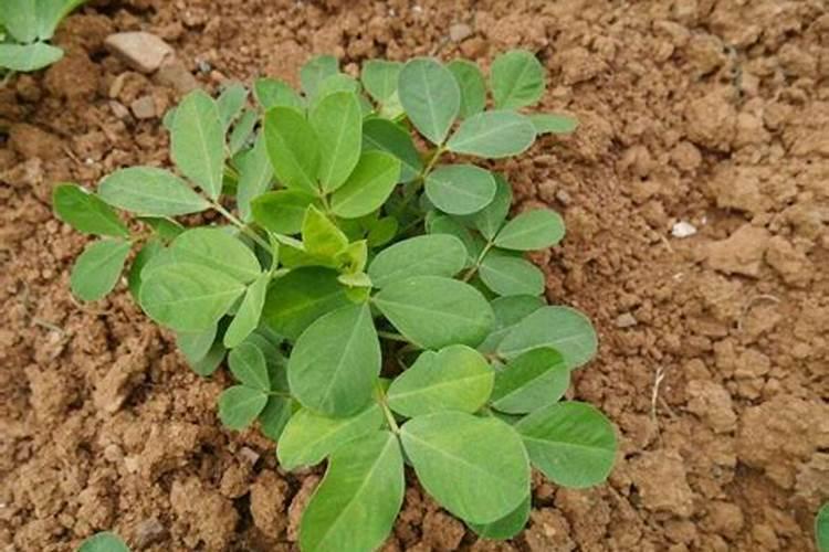 花生什么时候打芸苔素