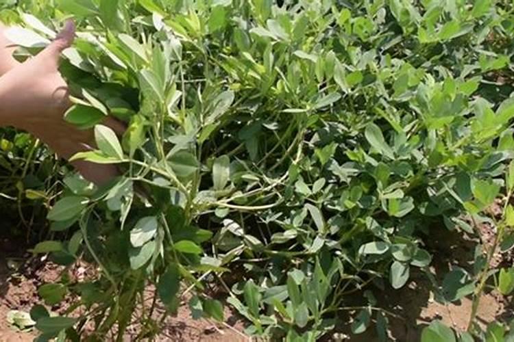 花生营养药第一遍什么时候打