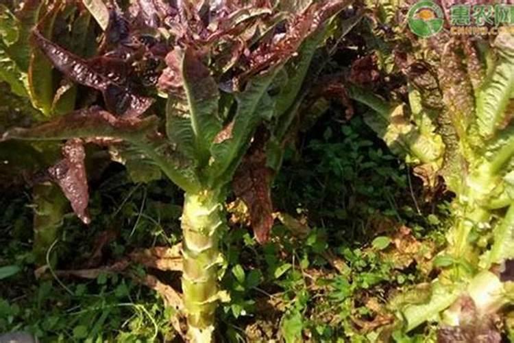 莴笋能用尿素肥吗